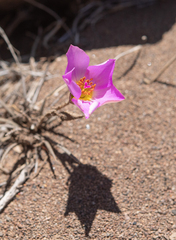Montiopsis cistiflora (Montiopsis cistiflora)