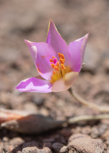 Montiopsis cistiflora (Montiopsis cistiflora)