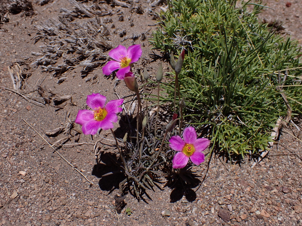 Montiopsis cistiflora (Montiopsis cistiflora)
