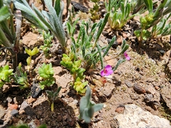 Montiopsis cumingii (Montiopsis cumingii)