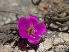 Montiopsis gayana (Montiopsis gayana)