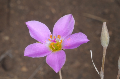 Montiopsis gayana (Montiopsis gayana)
