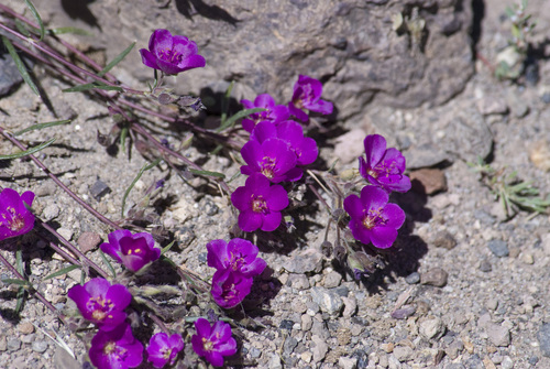 Montiopsis gayana (Montiopsis gayana)