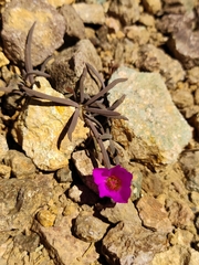 Montiopsis gayana (Montiopsis gayana)