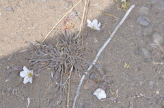 Montiopsis gayana (Montiopsis gayana)