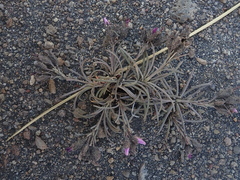 Montiopsis gayana (Montiopsis gayana)