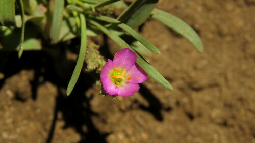 Montiopsis gayana (Montiopsis gayana)