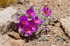 Montiopsis sericea (Montiopsis sericea)