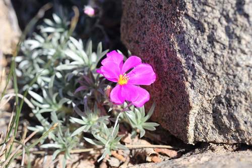 Montiopsis sericea (Montiopsis sericea)