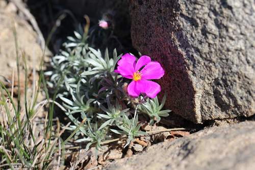 Montiopsis sericea (Montiopsis sericea)