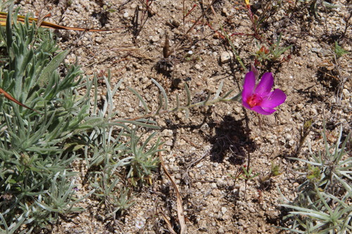 Montiopsis sericea (Montiopsis sericea)