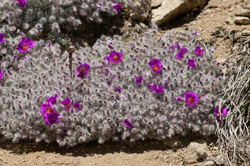 Montiopsis sericea (Montiopsis sericea)