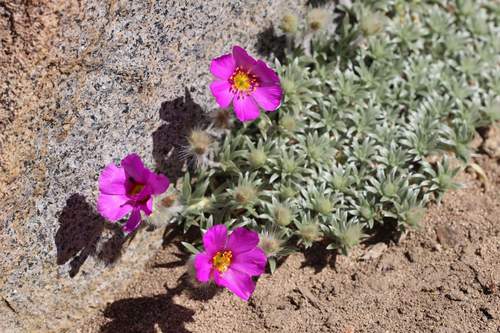 Montiopsis sericea (Montiopsis sericea)
