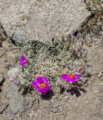 Montiopsis sericea (Montiopsis sericea)