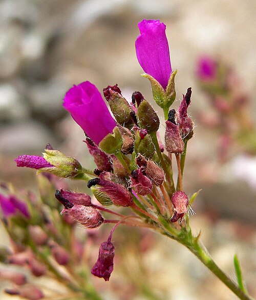 Montiopsis umbellata: Photo of Calandrinia umbellata at the University of California Botanical Garden