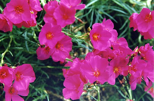 Montiopsis umbellata: Calandrinia umbellata 'Amaranth'
