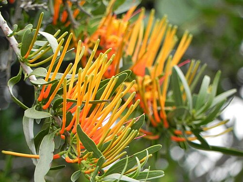 Moquiniella rubra: Moquiniella rubra (A. Spreng.) Balle - Rookwood farm, Eastern Cape, South Africa - between Queenstown and Cathcart