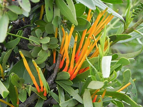 Moquiniella rubra: Rookwood Farm, E Cape between Queenstown and Cathcart, South Africa