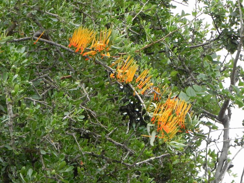 Moquiniella rubra: Moquiniella rubra (A. Spreng.) Balle - Rookwood farm, Eastern Cape, South Africa - between Queenstown and Cathcart
