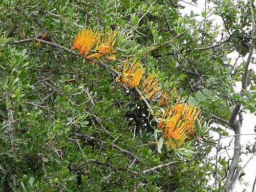 Moquiniella rubra: Moquiniella rubra (A. Spreng.) Balle - Rookwood farm, Eastern Cape, South Africa - between Queenstown and Cathcart