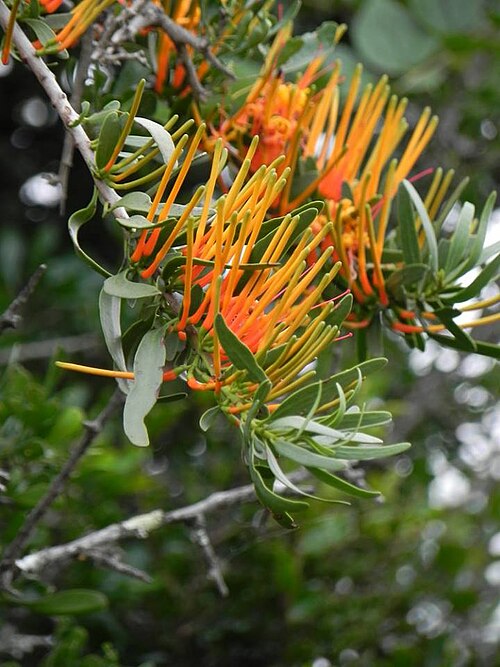 Moquiniella rubra: Moquiniella rubra (A. Spreng.) Balle - Rookwood farm, Eastern Cape, South Africa - between Queenstown and Cathcart