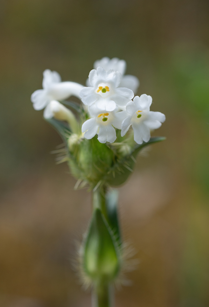 Morina alba (Morina alba)