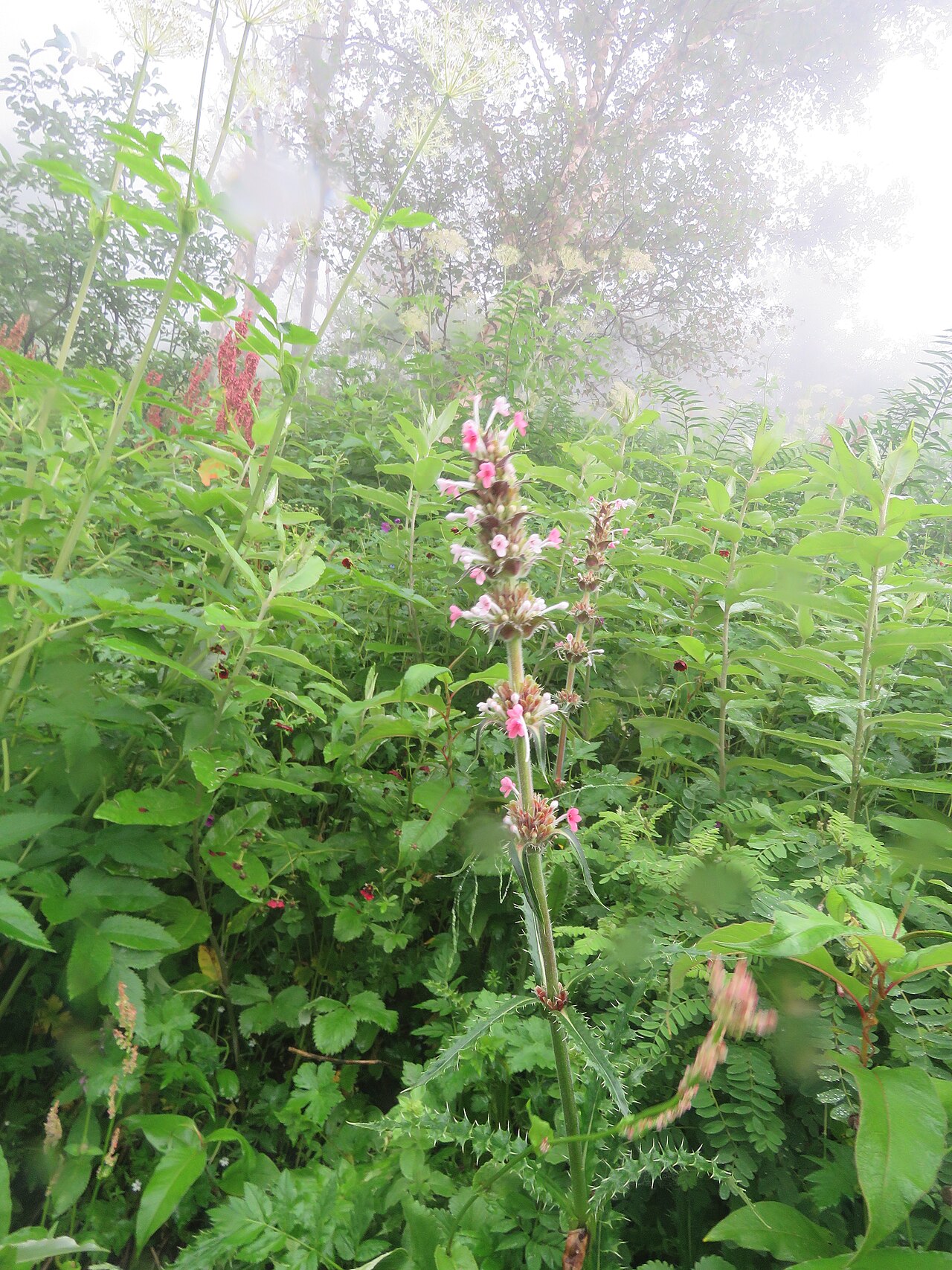 Morina longifolia: Photos from Valley of Flowers trip during LGFC - VOF 2019