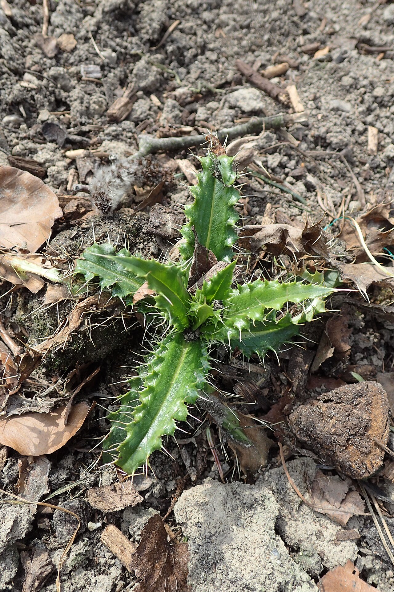 Morina longifolia: Morina longifolia in Arboretum Rogow, Poland