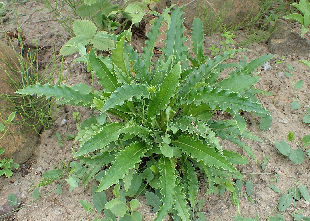 Morina longifolia: Morina longifolia in the Botanischer Garten, Berlin-Dahlem