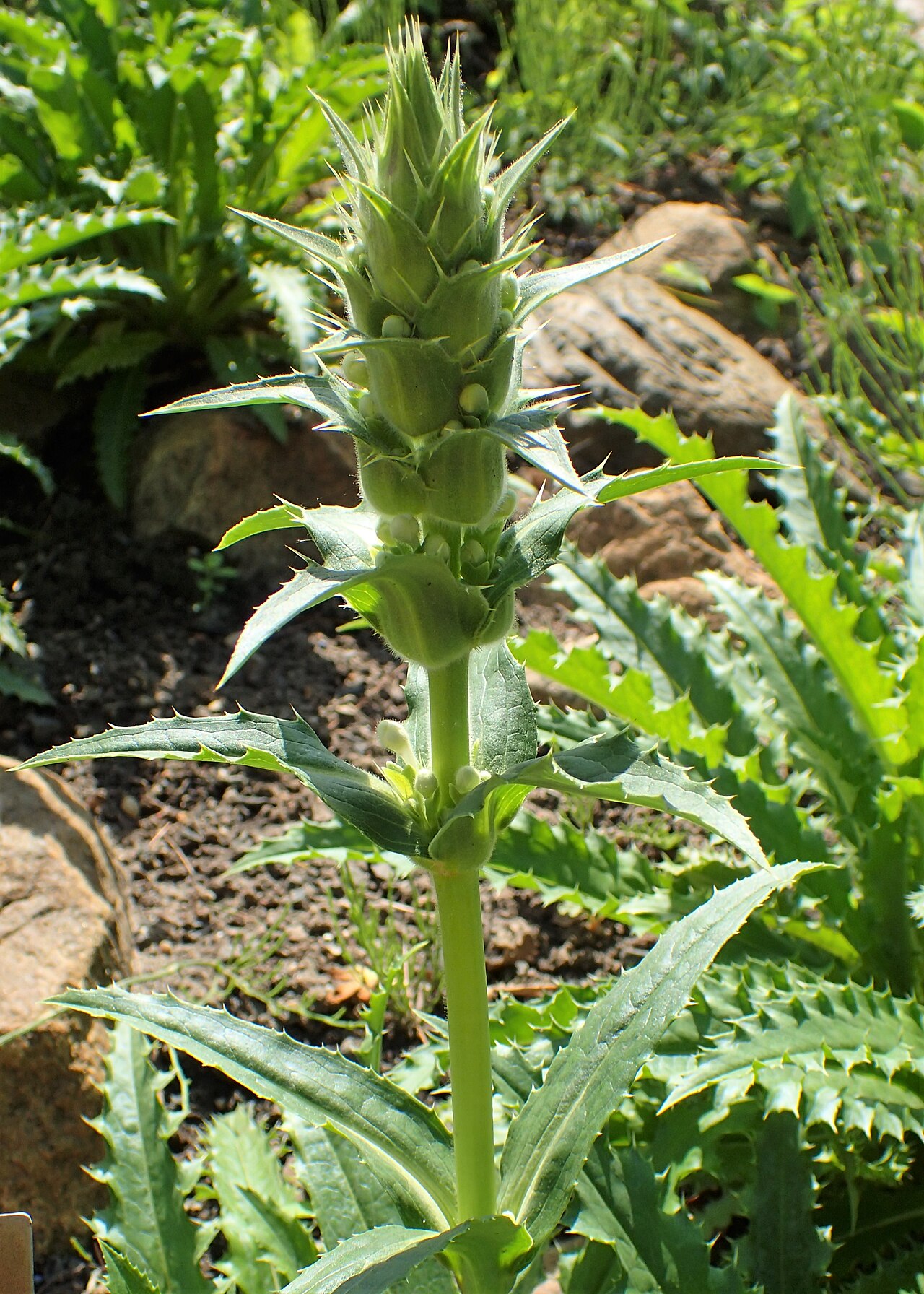 Morina longifolia: Morina longifolia in the Botanischer Garten, Berlin-Dahlem