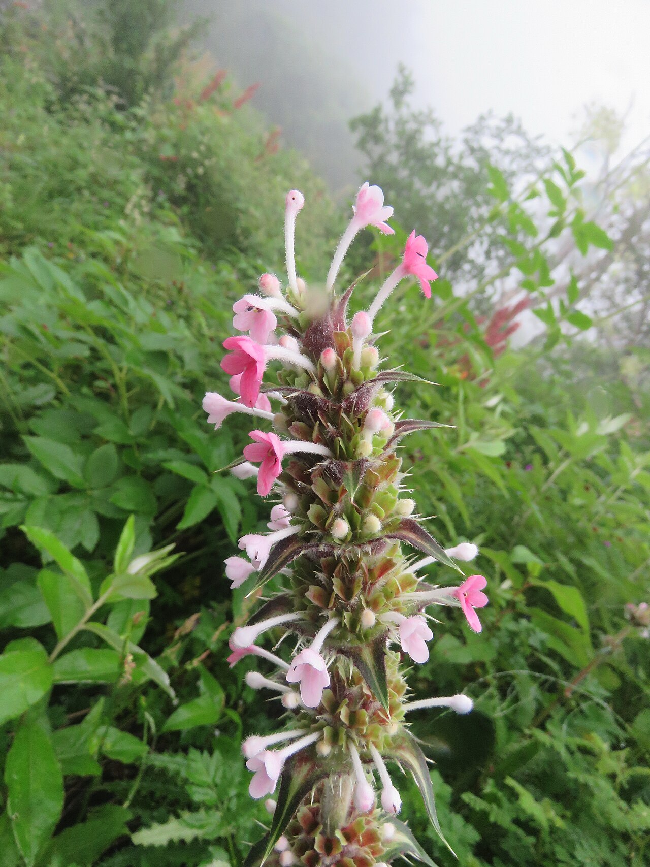 Morina longifolia: Photos from Valley of Flowers trip during LGFC - VOF 2019