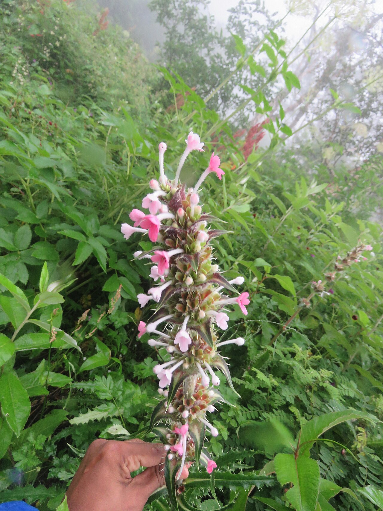 Morina longifolia: Photos from Valley of Flowers trip during LGFC - VOF 2019