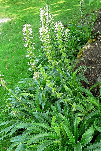 Morina longifolia: Photo of Morina longifolia at VanDusen Botanical Garden
