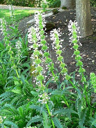 Morina longifolia: Photo of Morina longifolia at VanDusen Botanical Garden
