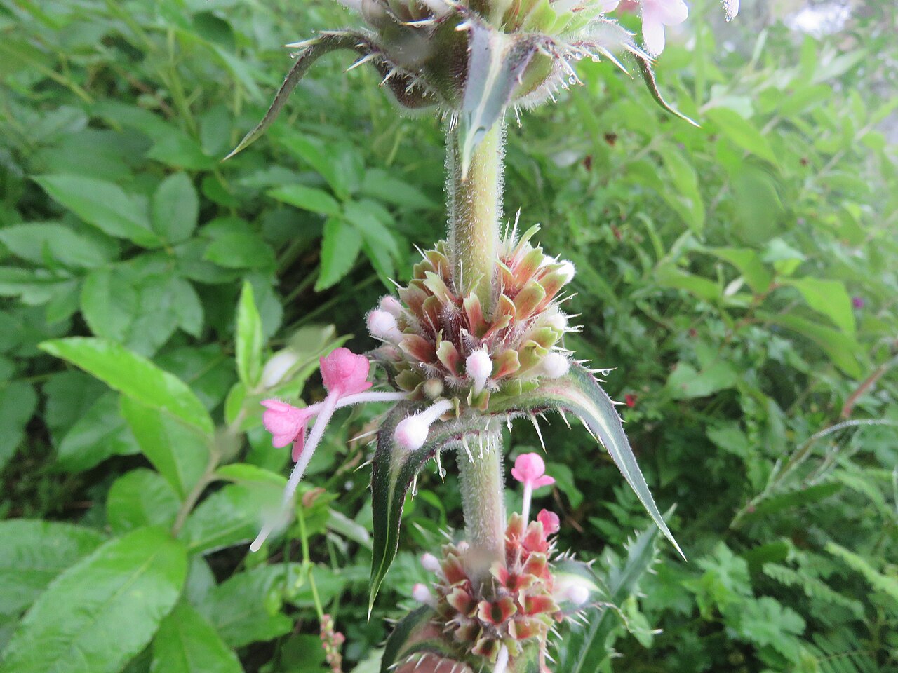 Morina longifolia: Photos from Valley of Flowers trip during LGFC - VOF 2019