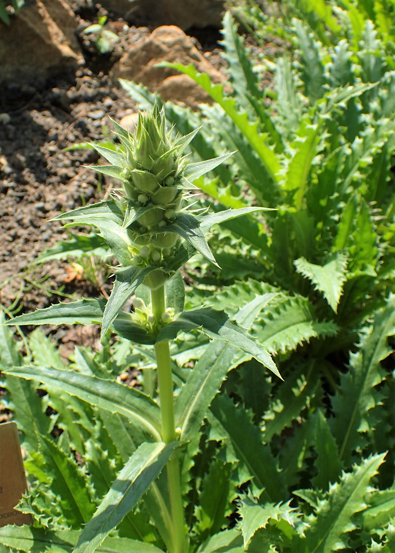 Morina longifolia: Morina longifolia in the Botanischer Garten, Berlin-Dahlem