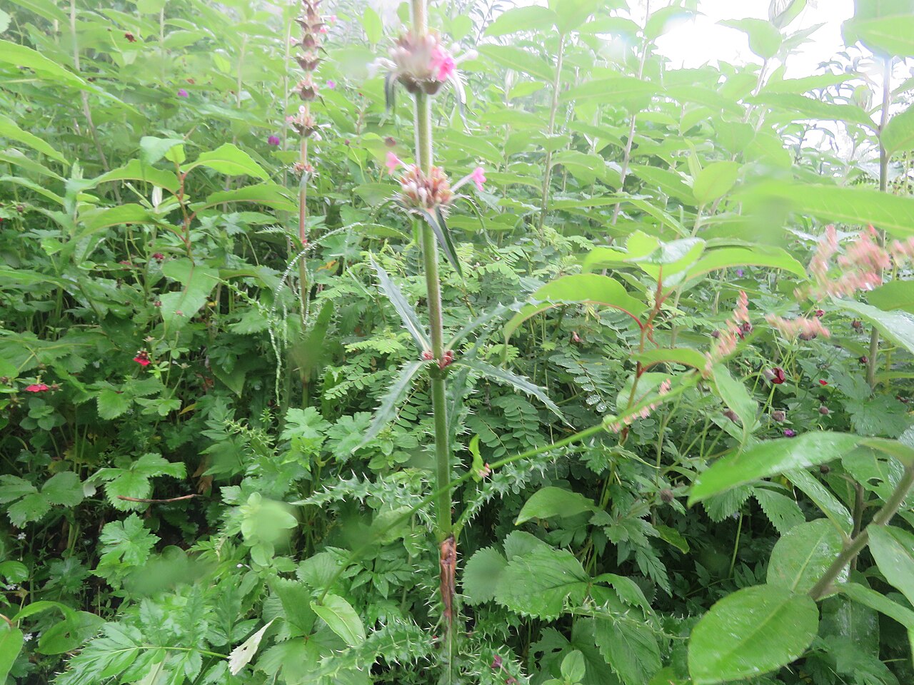 Morina longifolia: Photos from Valley of Flowers trip during LGFC - VOF 2019