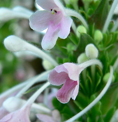 Morina longifolia: Photo of Morina longifolia at VanDusen Botanical Garden