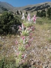 Morina persica (Morina persica)