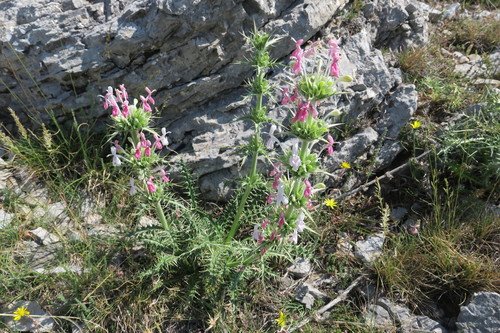 Morina persica (Morina persica)