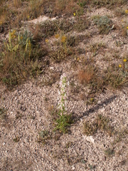 Morina persica (Morina persica)