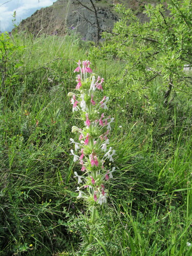 Morina persica (Morina persica)