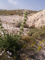 Morina persica (Morina persica)