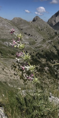 Morina persica (Morina persica)