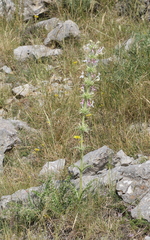 Morina persica (Morina persica)