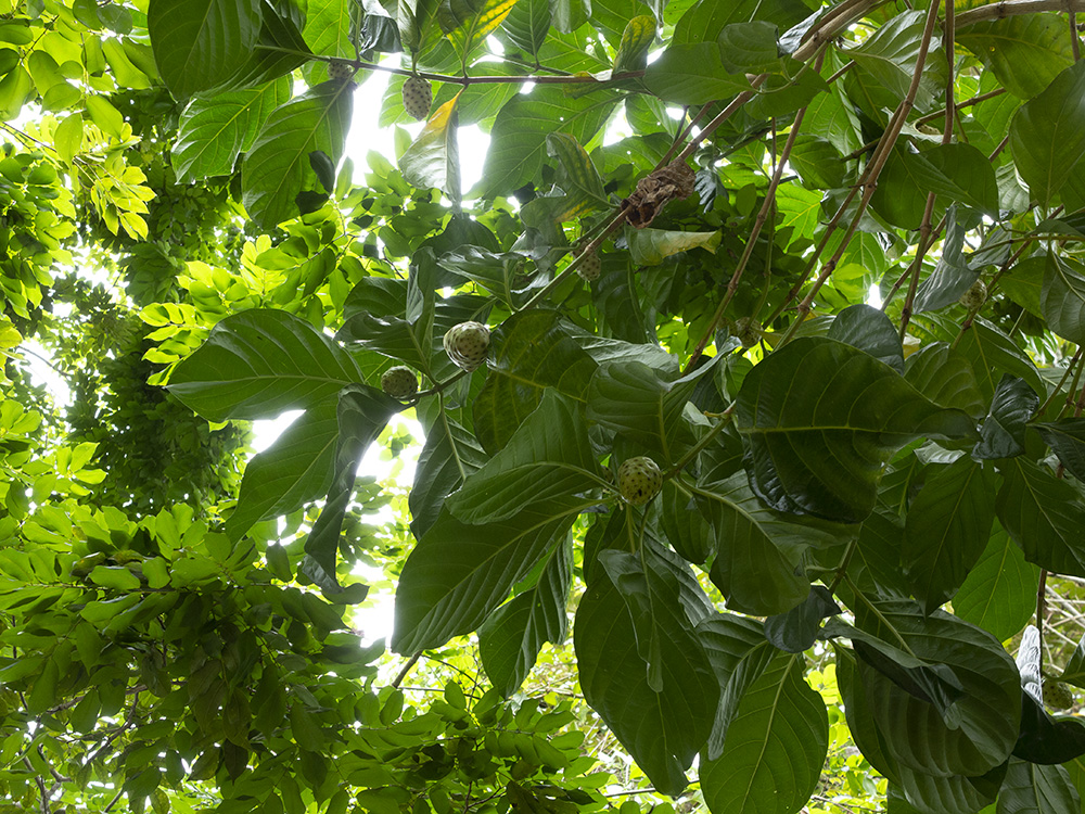 Indian mulberry: El noni es una especie arbórea y perenne. Su fruto del mismo nombre es muy utilizado por sus propiedades que permiten estabilizar los niveles de ph. También se