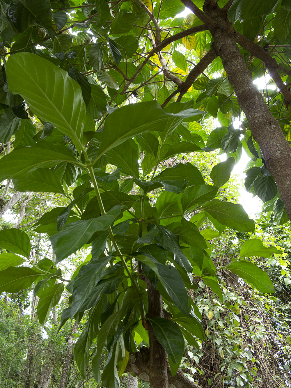 Indian mulberry: El noni es una especie arbórea y perenne. Su fruto del mismo nombre es muy utilizado por sus propiedades que permiten estabilizar los niveles de ph. También se