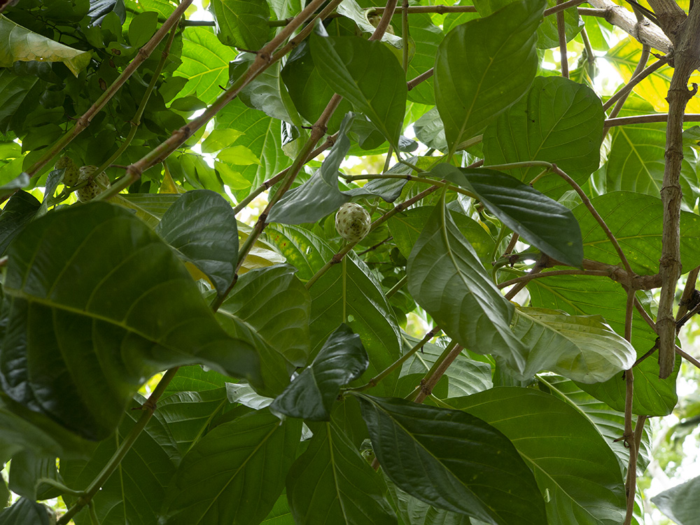 Indian mulberry: El noni es una especie arbórea y perenne. Su fruto del mismo nombre es muy utilizado por sus propiedades que permiten estabilizar los niveles de ph. También se