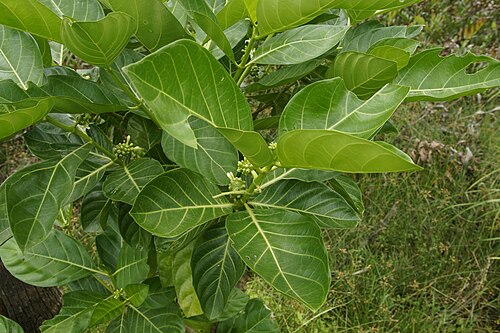 Indian mulberry: Kozhikode