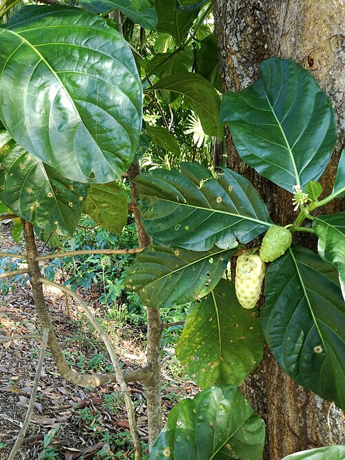 Indian mulberry: It has large green leaves and bitter fruits, it also attract weaver ants to make their nests.